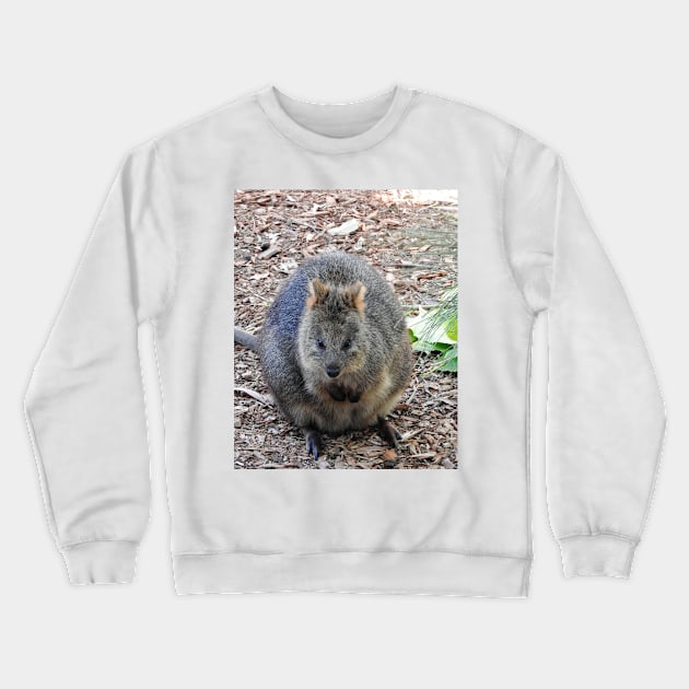 Quokka Crewneck Sweatshirt by kirstybush